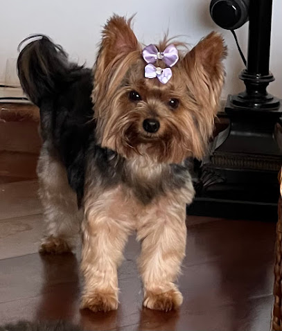 Pet Paixão